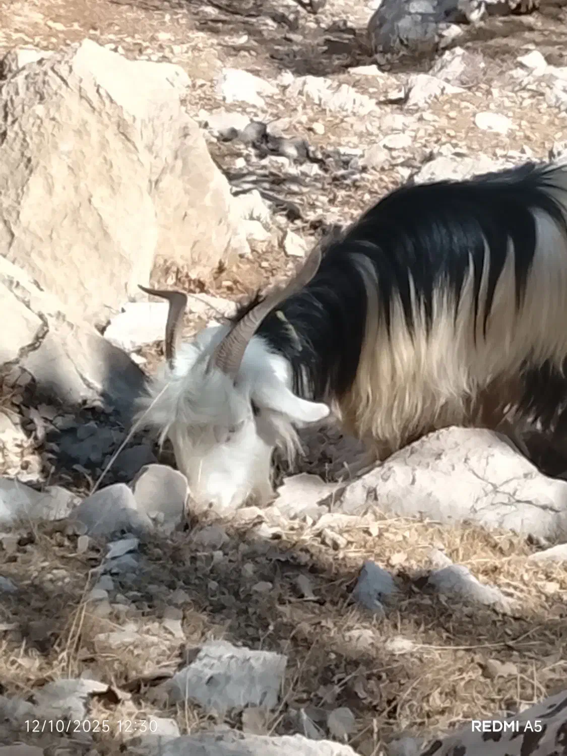 بز معاوضه بامیش|حیوانات مزرعه|ایذه, |دیوار