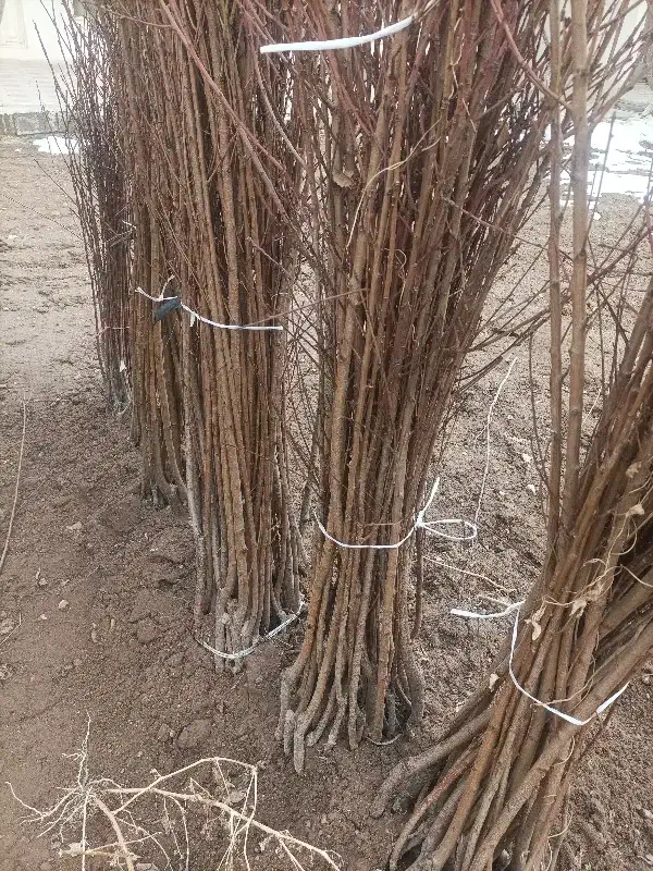 نهال سردسیری|خدمات باغبانی و درختکاری|مراغه, |دیوار