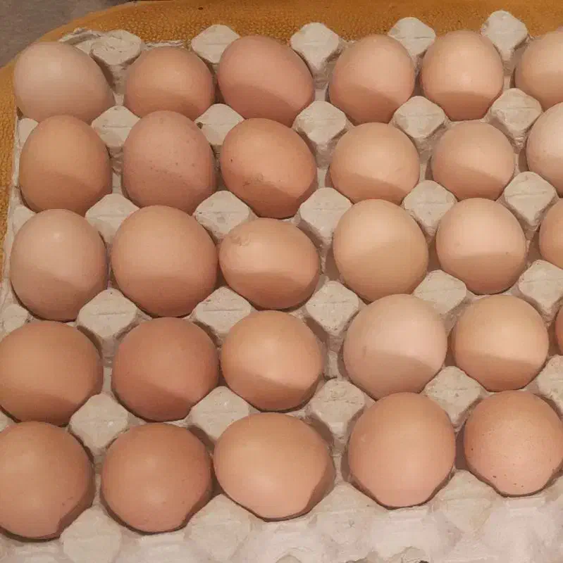 تخم مرغ|خوردنی و آشامیدنی|قیدار, |دیوار