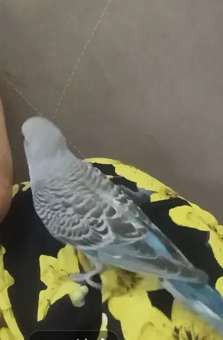 مرغ عشق|حیوانات|اردبیل, |دیوار