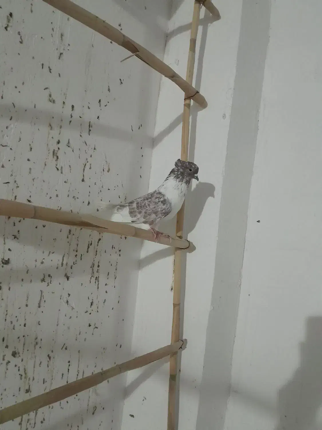 کبوتر کاکلی|پرنده|فاضل آباد, |دیوار