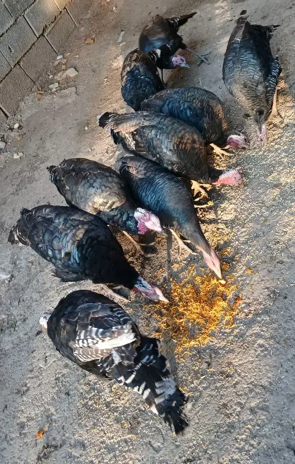 بوقلمون محلی|حیوانات مزرعه|شیروان (لرستان), |دیوار