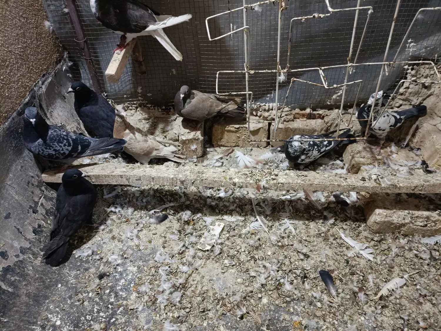 کفتر شهری بهبهانی پلاکی|پرنده|شیراز, تندگویان|دیوار