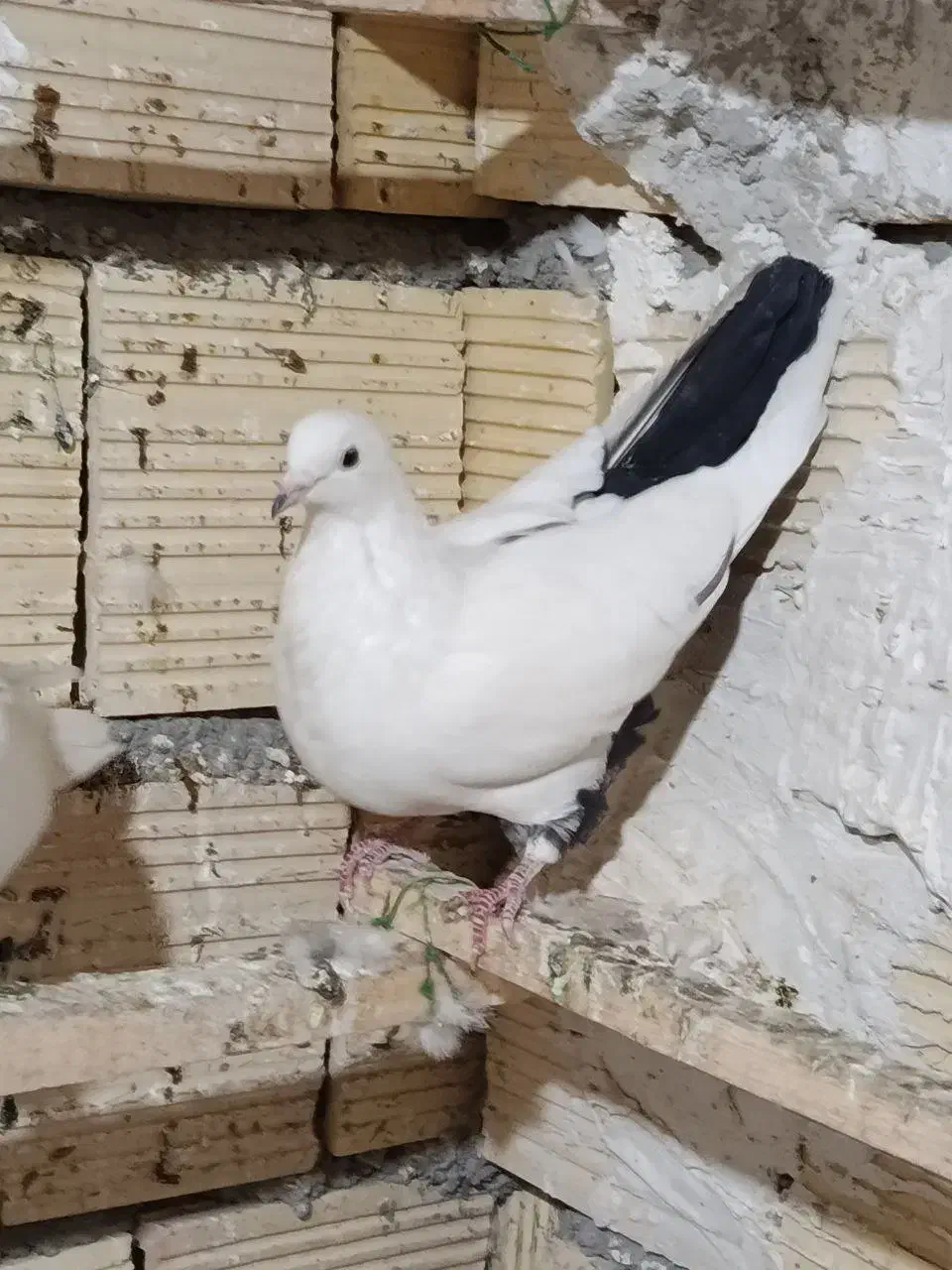 کبوتر دو کت و دم سیاه|پرنده|کرمانشاه, |دیوار