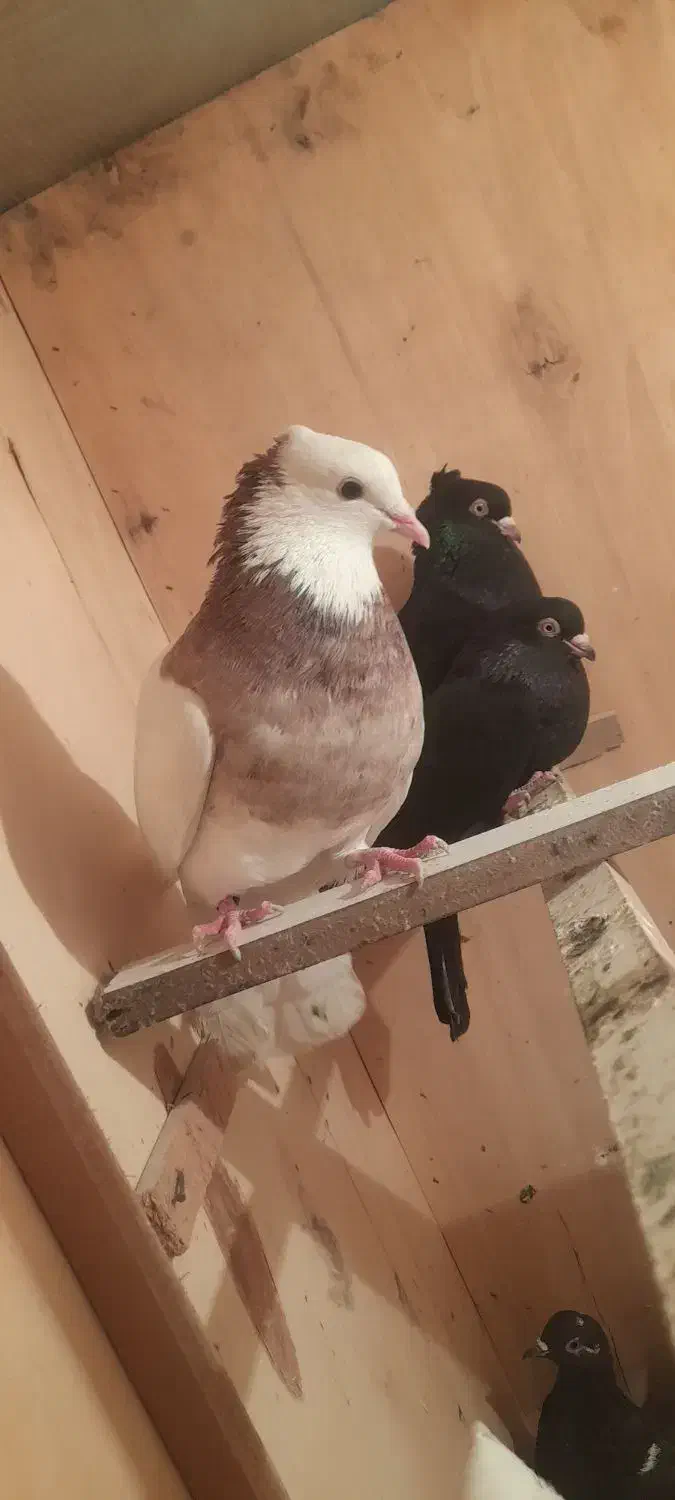 ۴ عدد کبوتر|پرنده|ارومیه, |دیوار