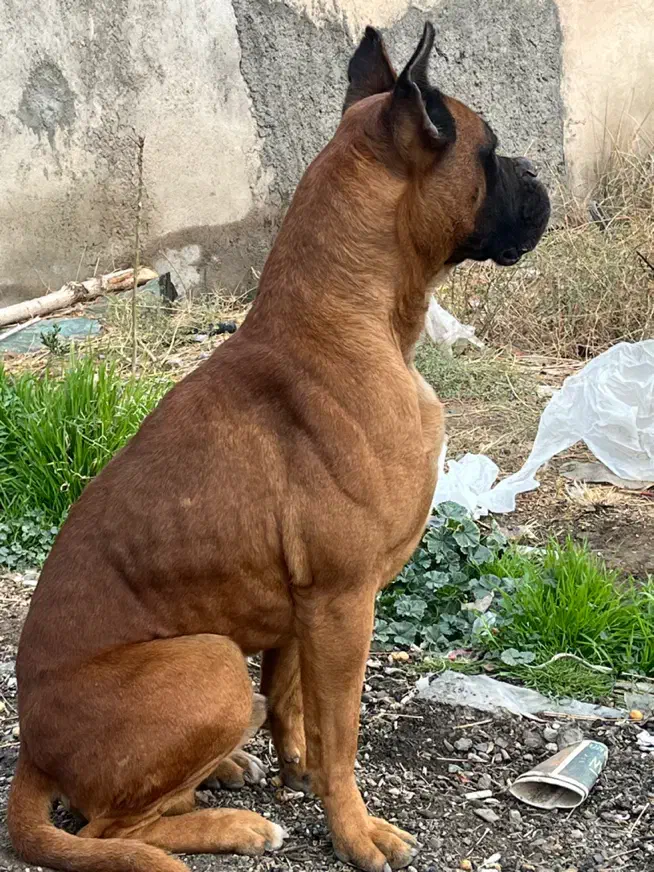 سگ گمشده|حیوانات|پاکدشت, پاکدشت (مامازند)|دیوار