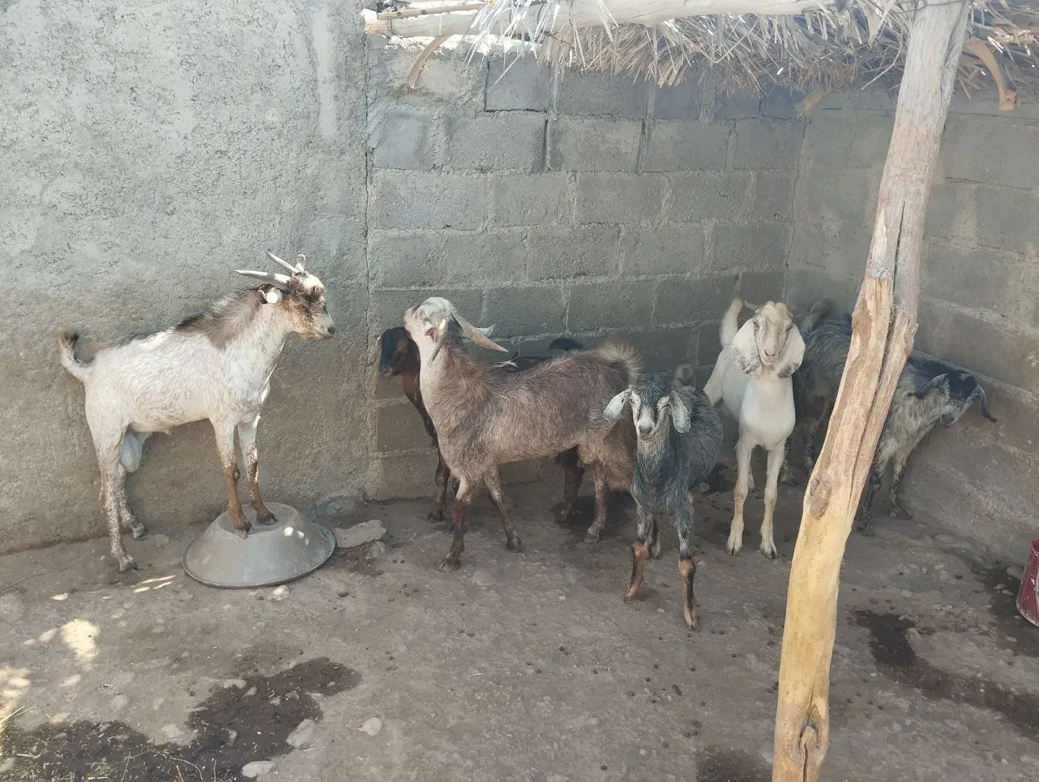 تعدادی نری خانگی فول پلم آدرس سیریک|حیوانات مزرعه|سیریک, |دیوار