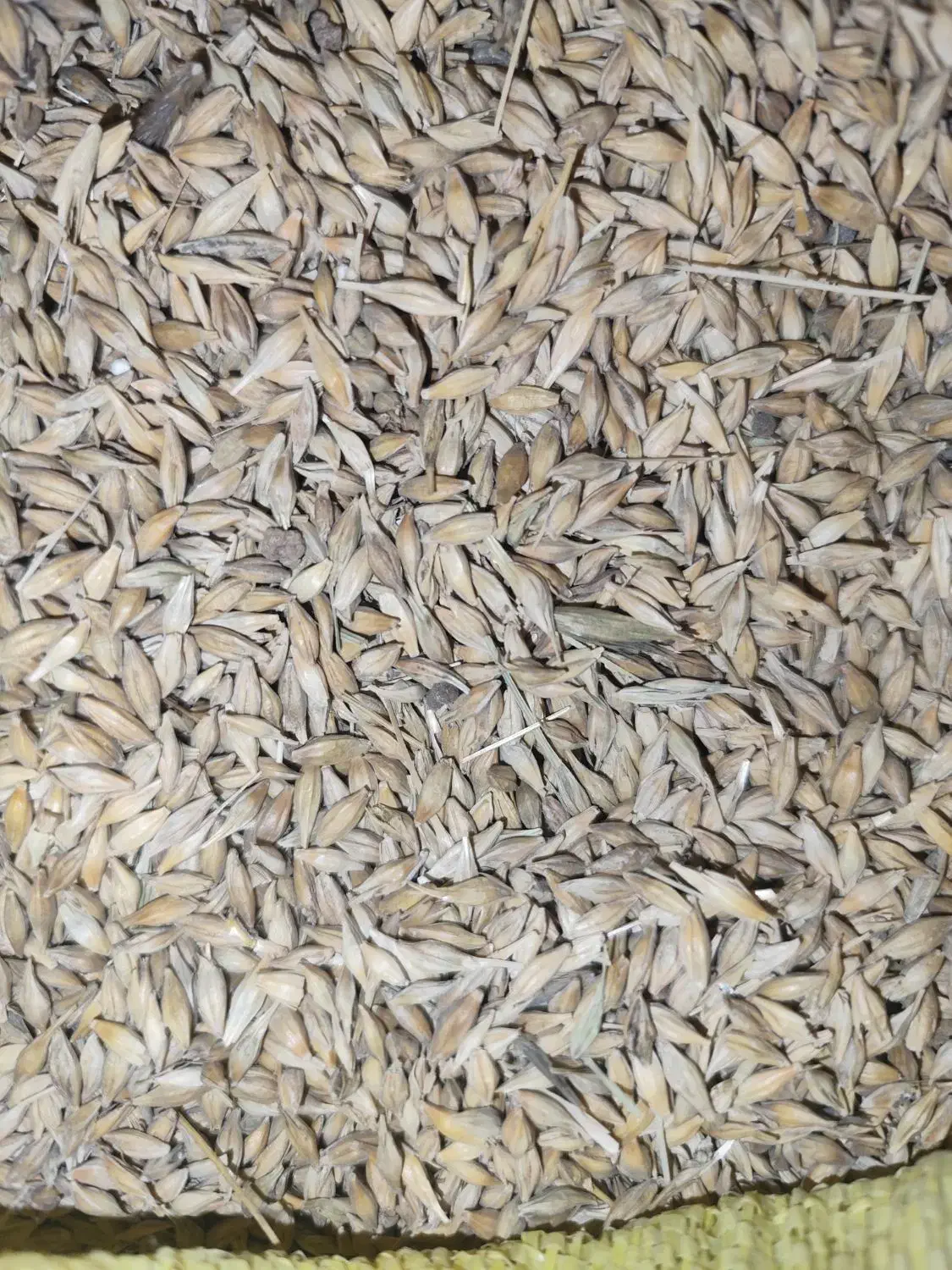 جو فروشی جلگه حدود ۲ تن|خوردنی و آشامیدنی|خانمیرزا, |دیوار