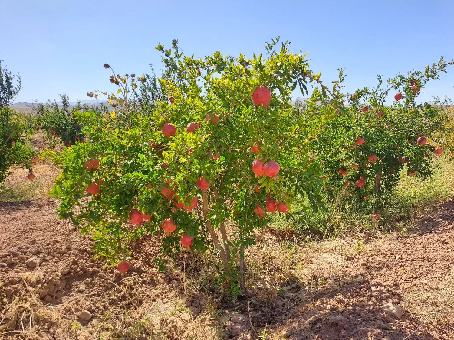 باغ انار تجاری و تفریحی در رودخانه حسن آباد دهزمین|فروش خانه و ویلا|ششتمد, |دیوار