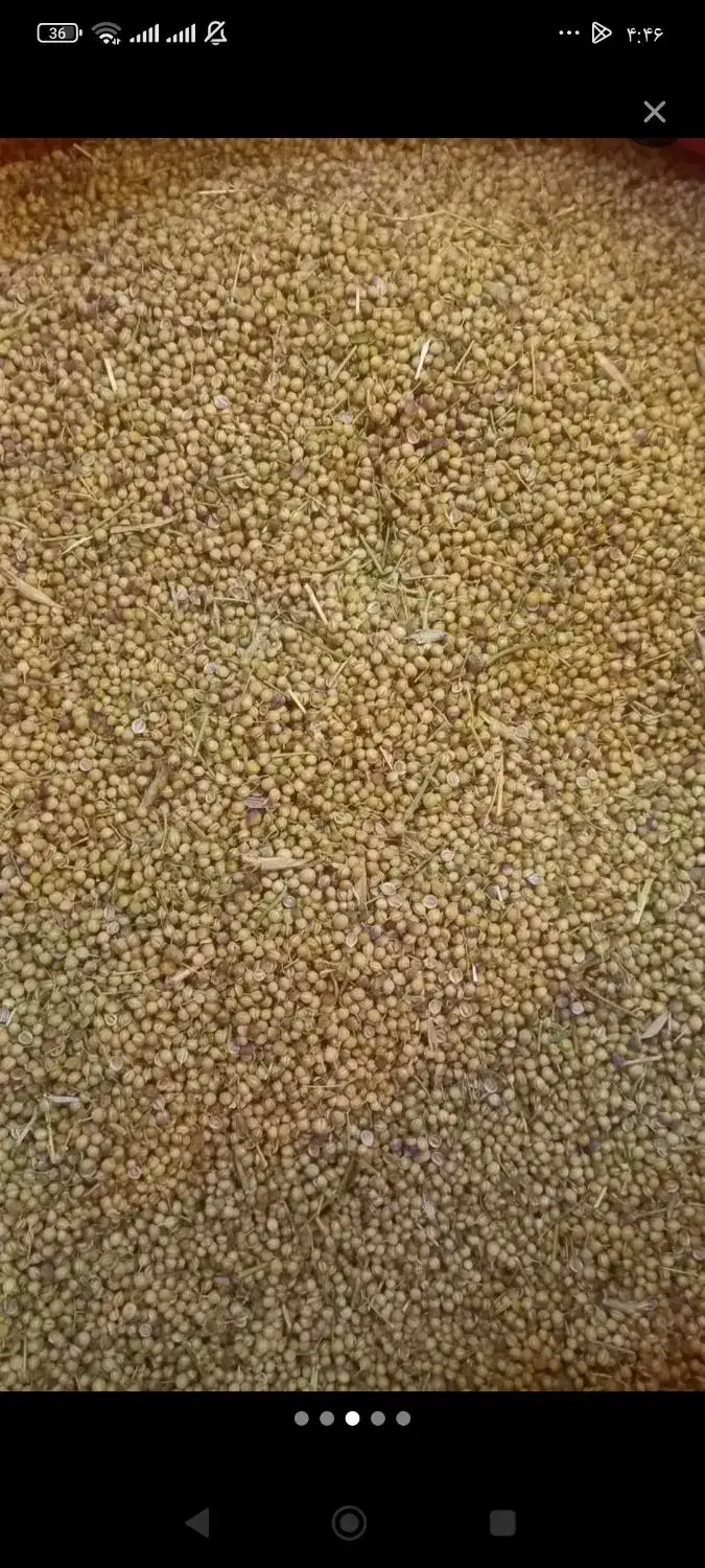 گشنیز توپی ولپه|عمدهفروشی|نهاوند, |دیوار