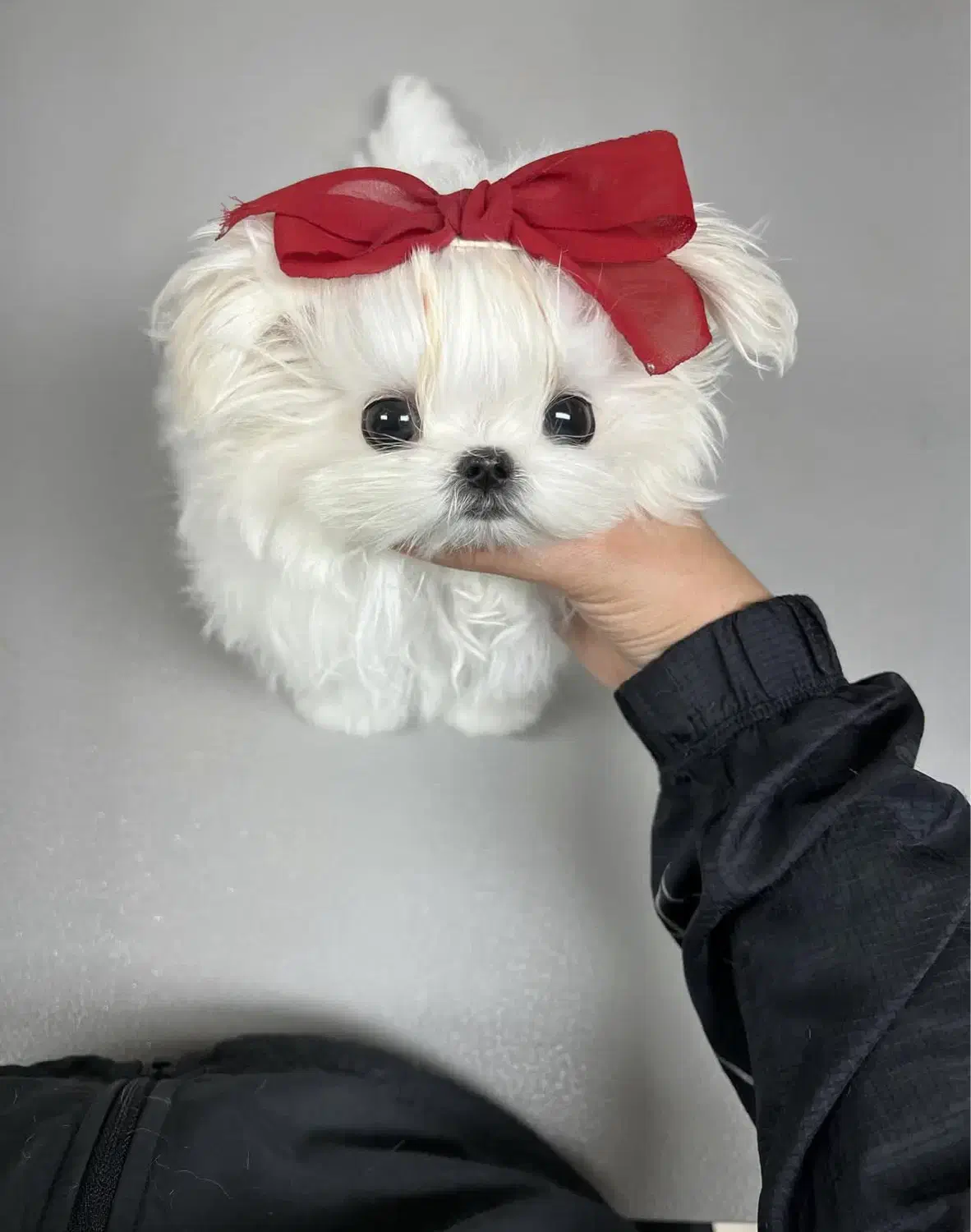 poodel|سگ|تهران, صادقیه|دیوار