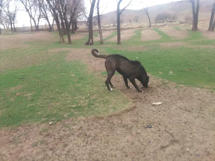 سگ سرابی اصیل|سگ|پیشخور, |دیوار