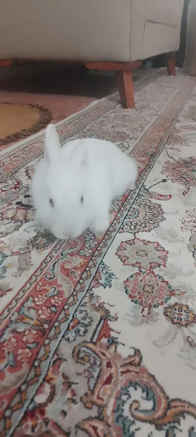 خرگوش سر حال شیطون|موش و خرگوش|بروجرد, |دیوار