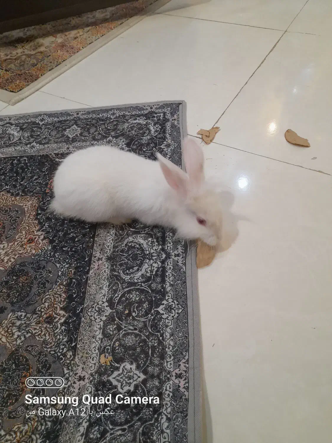 خرگوش سفید برفی|موش و خرگوش|قزوین, |دیوار