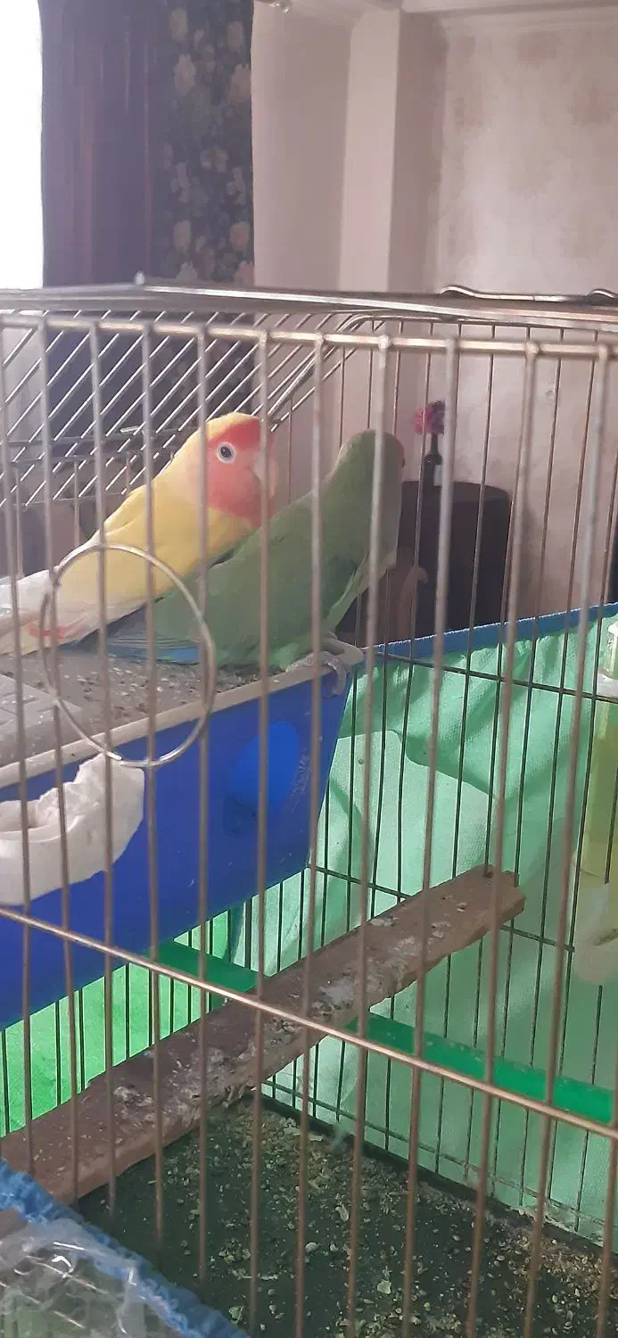 فروش دو عدد طوطی بریزلی|پرنده|شاهرود, |دیوار