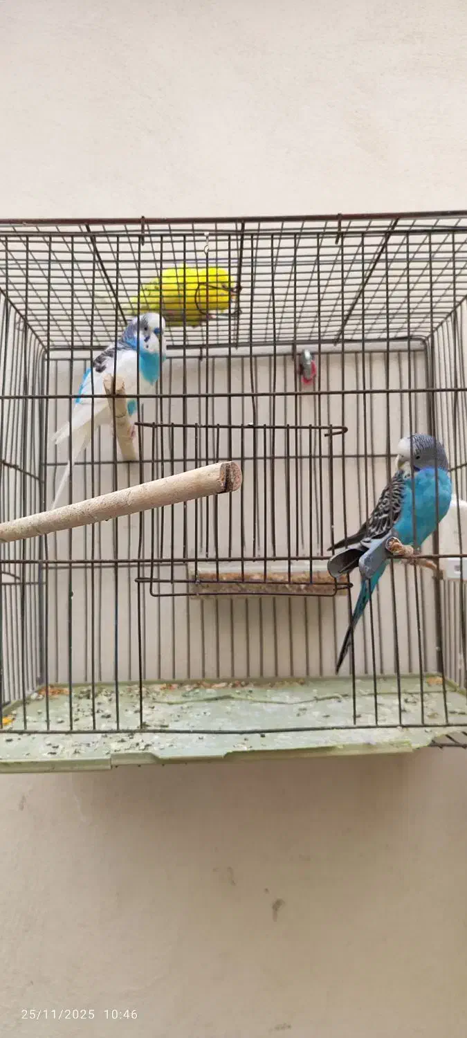 مرغ عشق|پرنده|محمدیه-قزوین, |دیوار