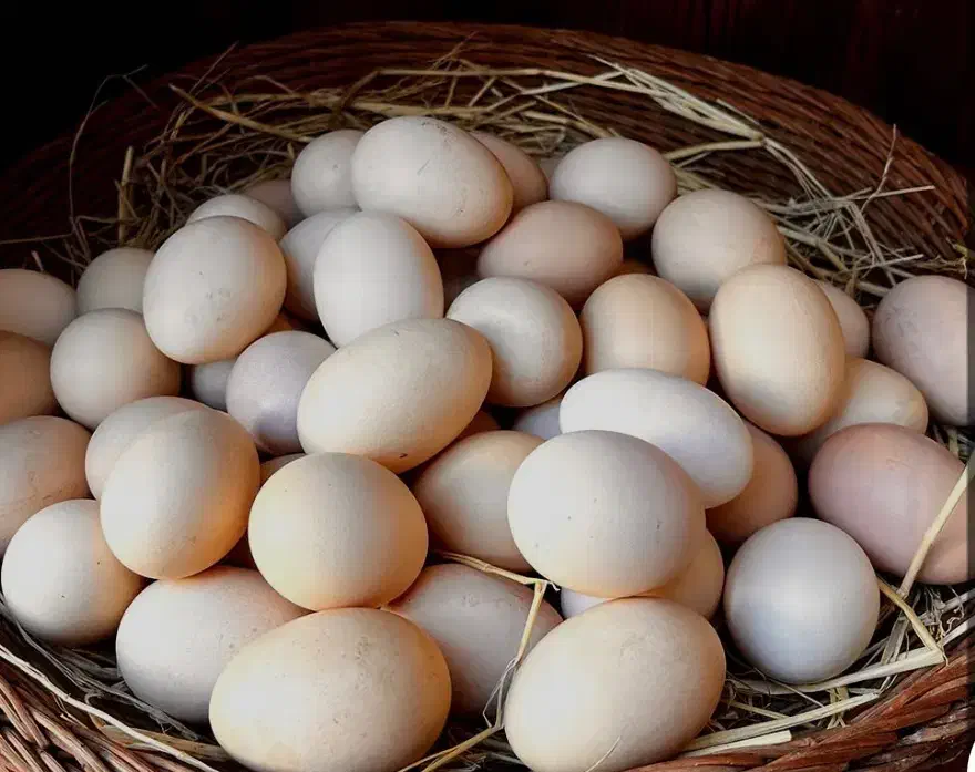 تخم مرغ محلی|خوردنی و آشامیدنی|قائمشهر, |دیوار