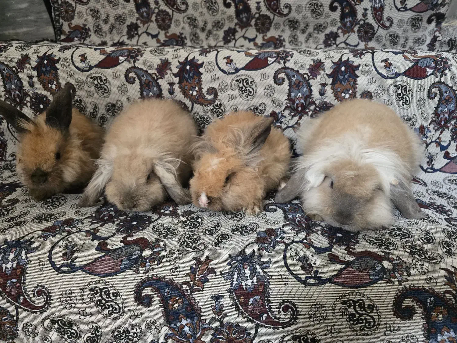 خرگوش لوپ|موش و خرگوش|کومله, |دیوار