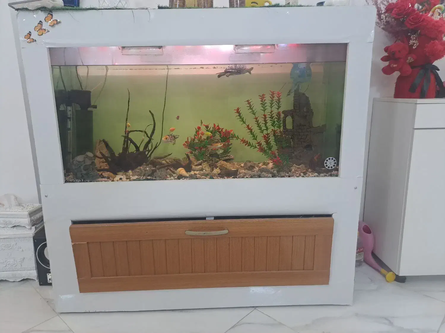 اکواریم یک متر و بیست سانتی متر است|ماهی|مشهد, طبرسی شمالی|دیوار