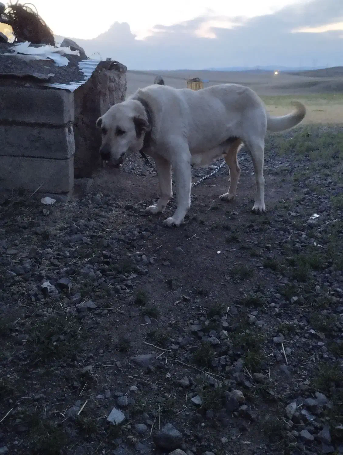 ۱۲۳۵۵۷|سگ|ترکمانچای, |دیوار