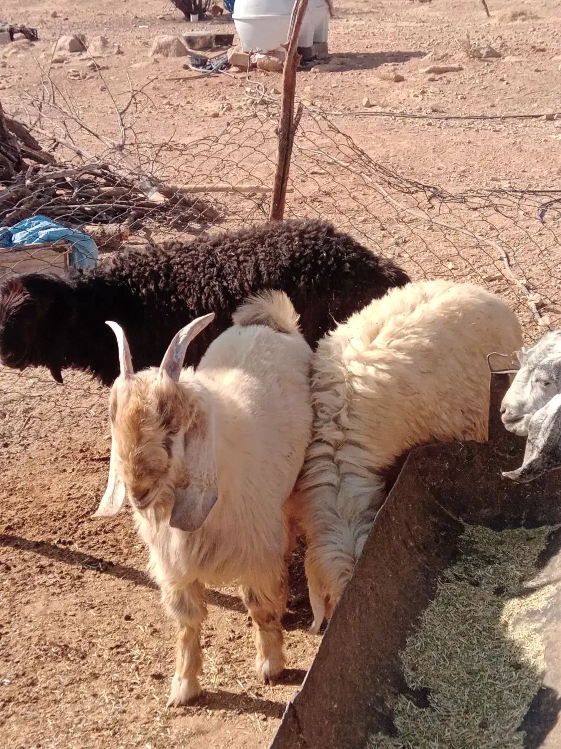 بره و کهره میش بز قوچ نر ماده ام قصابی|حیوانات مزرعه|شیراز, احمدی جنوبی|دیوار