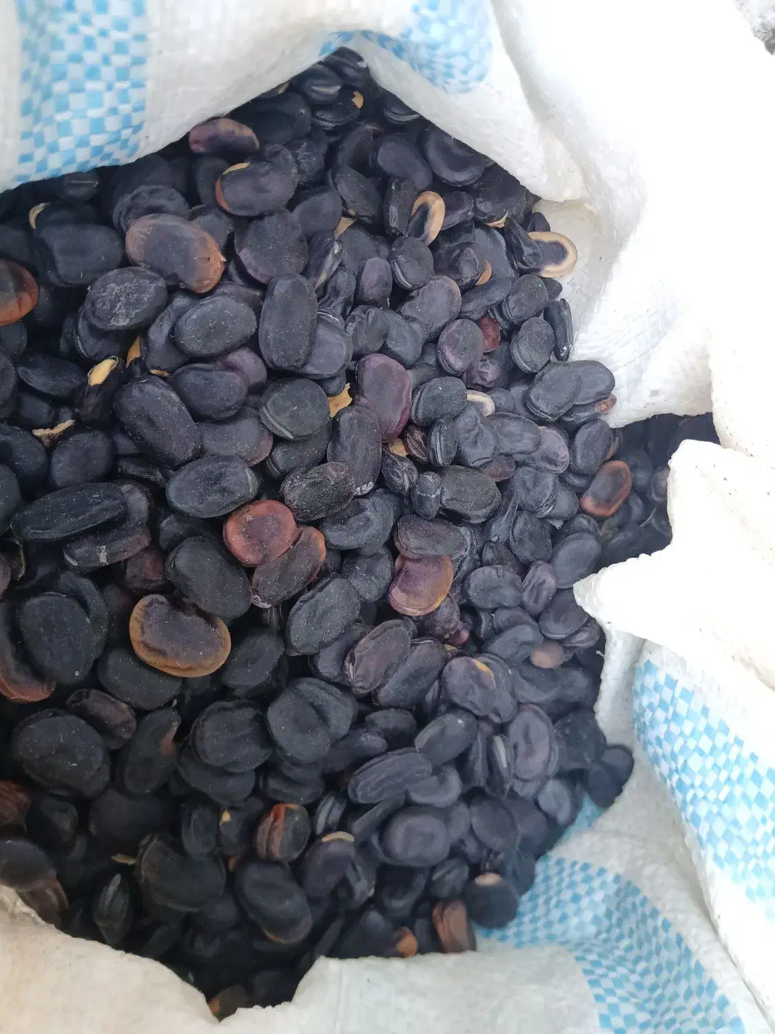 باقله بذری|خدمات باغبانی و درختکاری|کهنوج, |دیوار