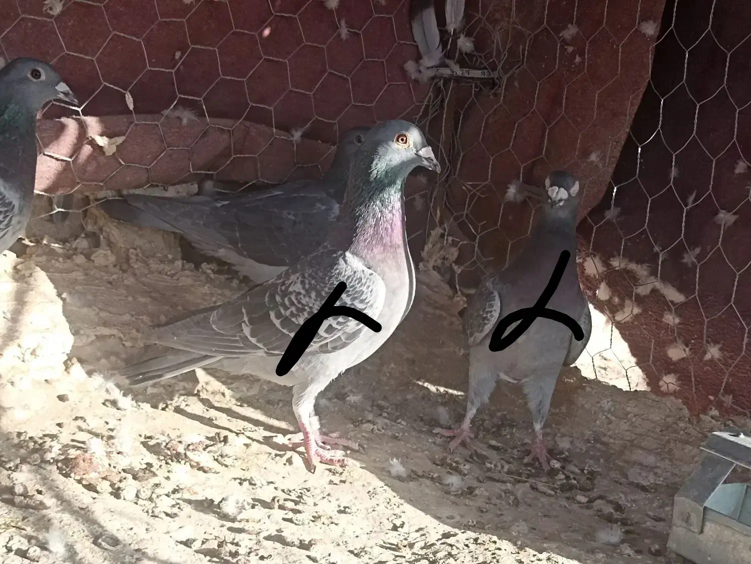 مسافتی|پرنده|زهک, |دیوار