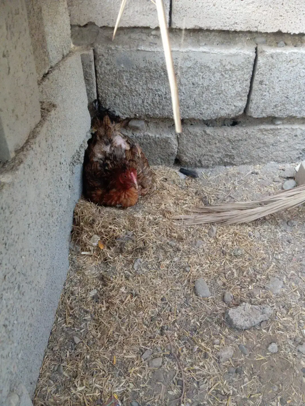 ماده مرغ|حیوانات مزرعه|بمپور, |دیوار