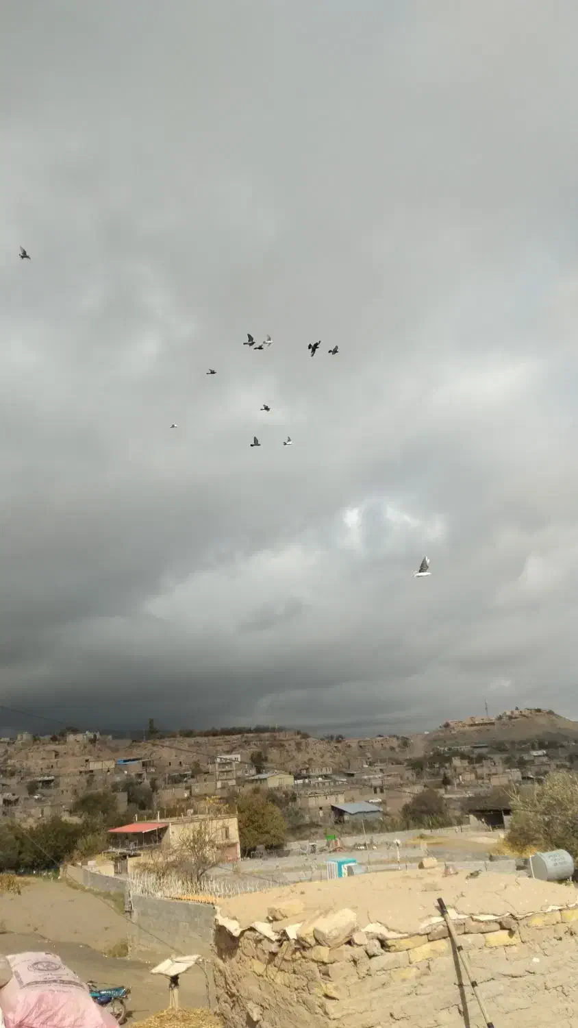 کفتر پرشی شهرستان|پرنده|رضویه, |دیوار