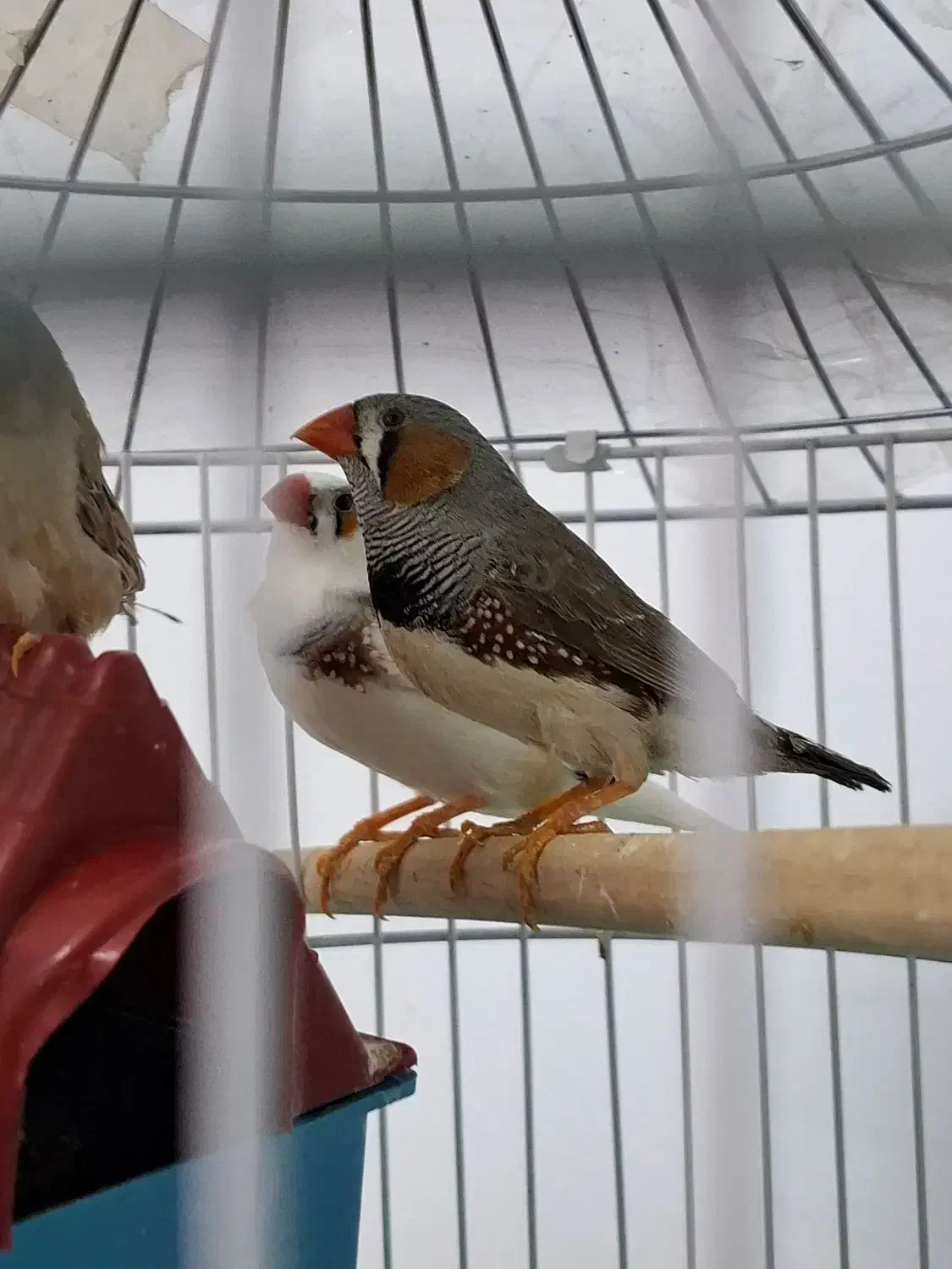 پرنده|پرنده|تربت جام, میان جام|دیوار