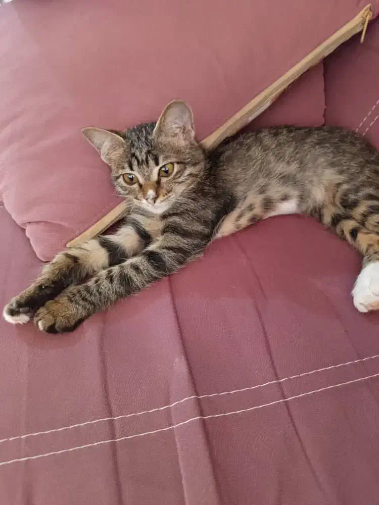 واگذاری گربه|گربه|یزد, |دیوار