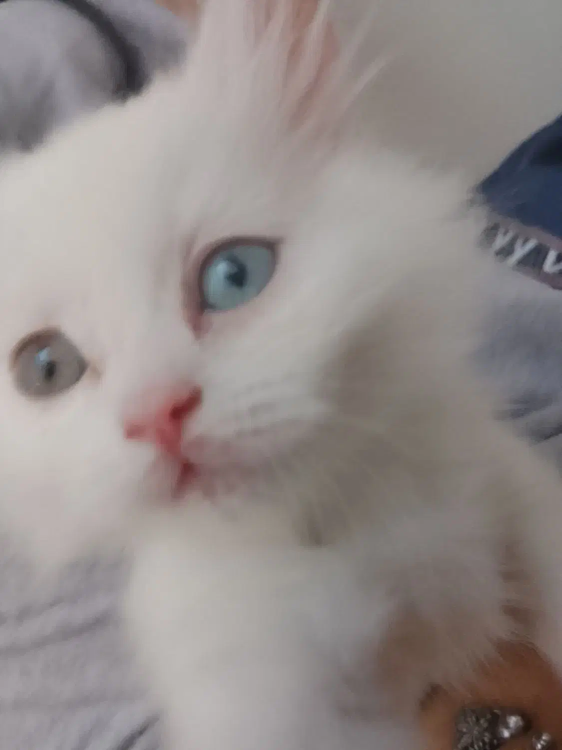 توله پرشین|گربه|ارومیه, |دیوار