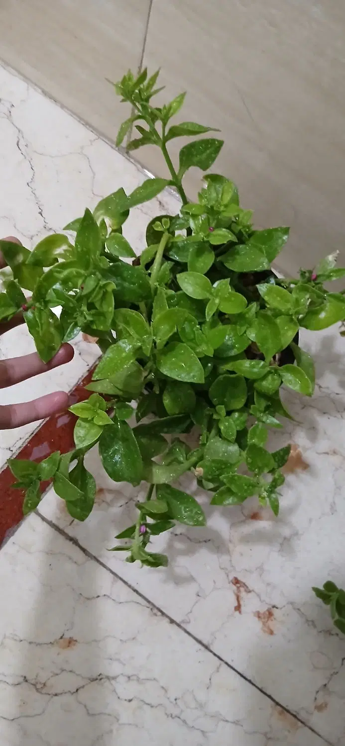 گل ناز|گل و گیاه طبیعی|نسیم‌شهر, |دیوار
