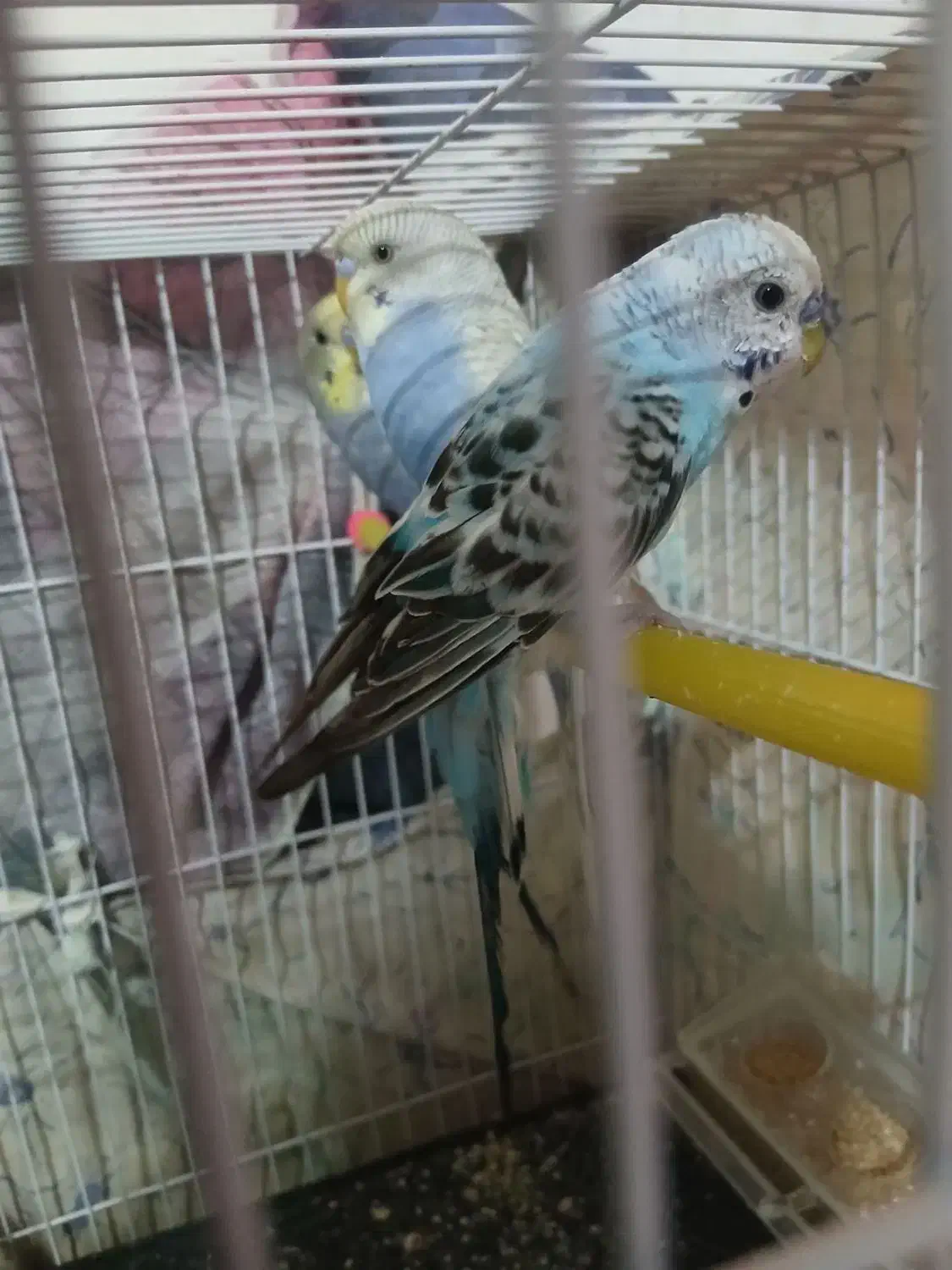 سه تا مرغ عشق فروشی|پرنده|قائن, |دیوار