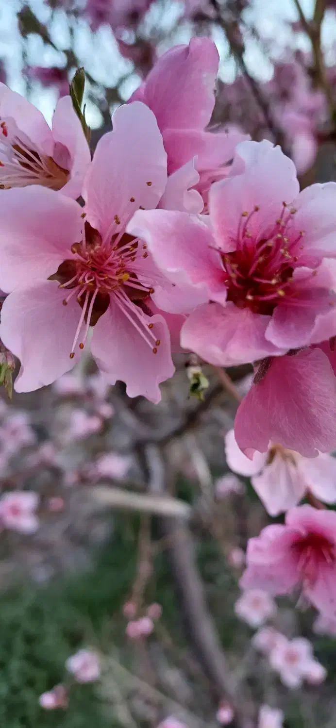 فروش زمین دیم ۱۸جریبی به صورت یکجا|فروش زمین و ملک کلنگی|اشترینان, |دیوار