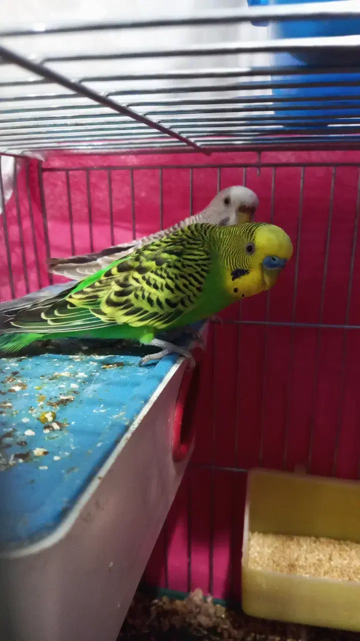 مرغ عشق کارداده|پرنده|اصفهان, جلفا|دیوار