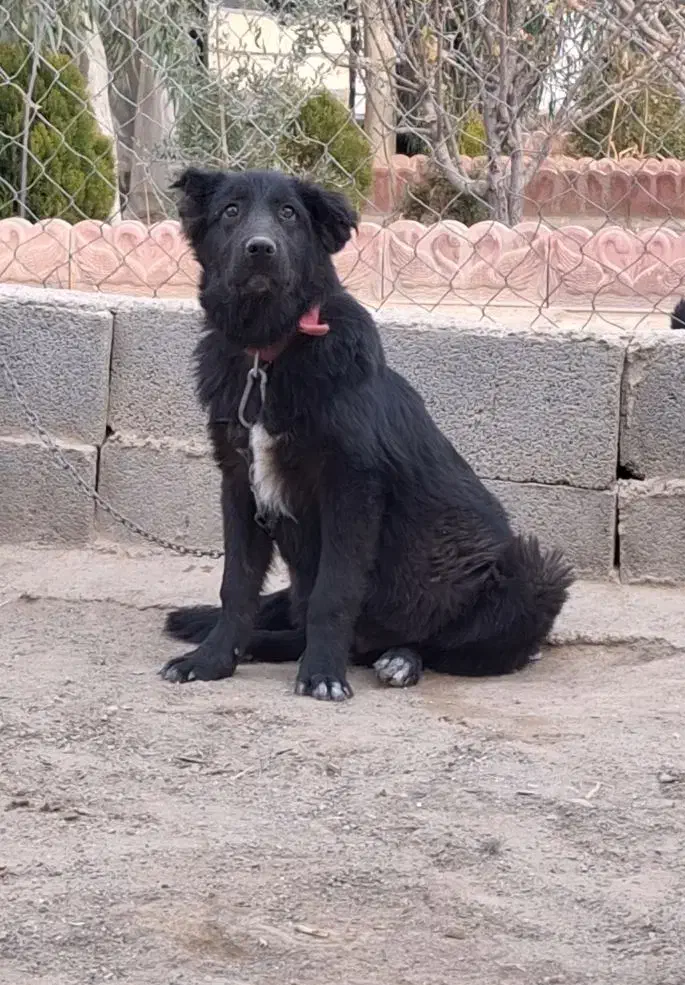 سگ قدرجونی|سگ|اصفهان, پارک ایثارگران|دیوار