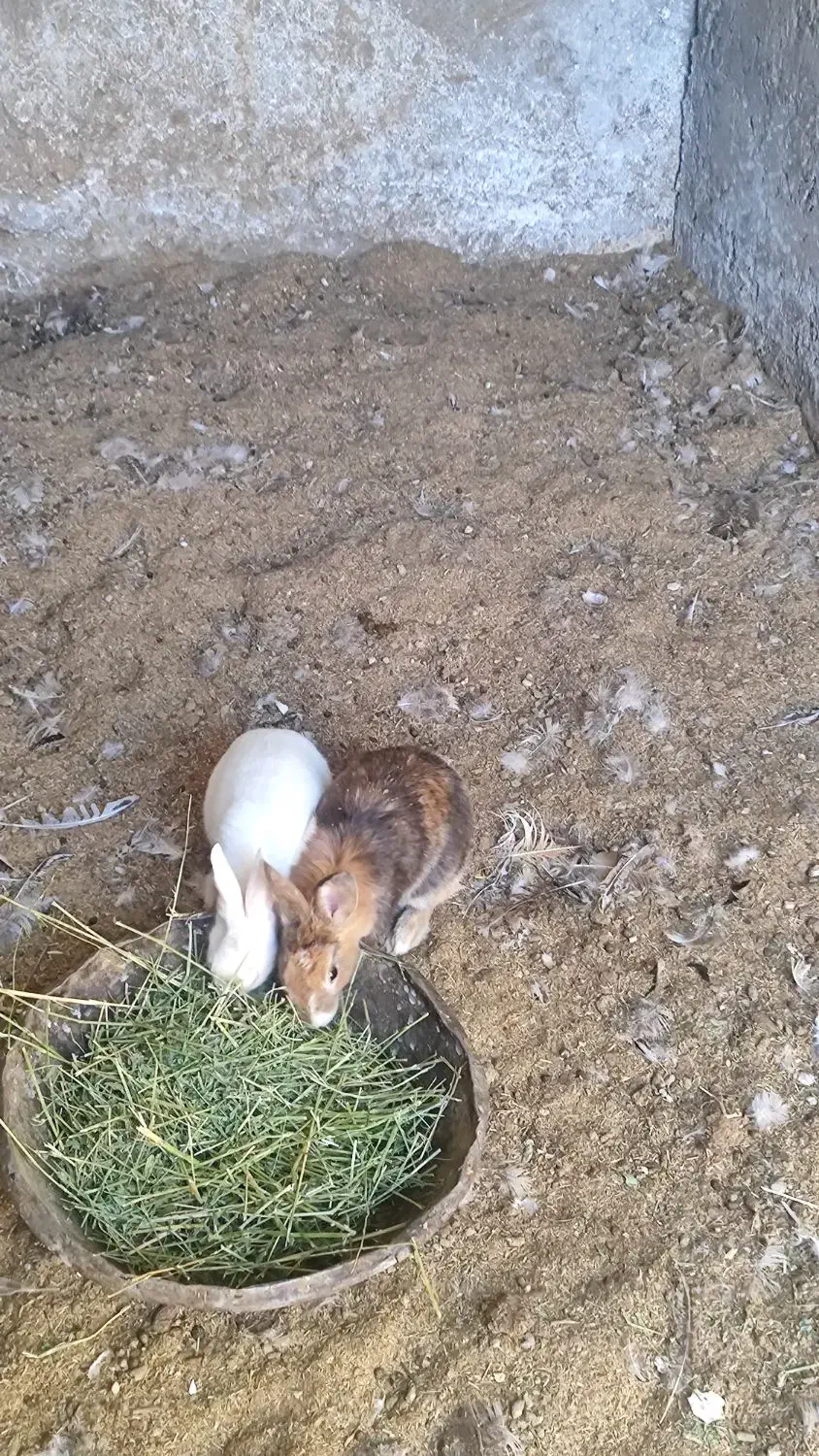 خرگوش|موش و خرگوش|سیرجان, |دیوار