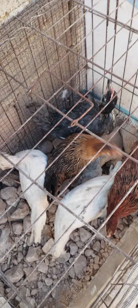 فروش نیمچه گلین و محلی اصیل|حیوانات مزرعه|شیراز, نصر|دیوار