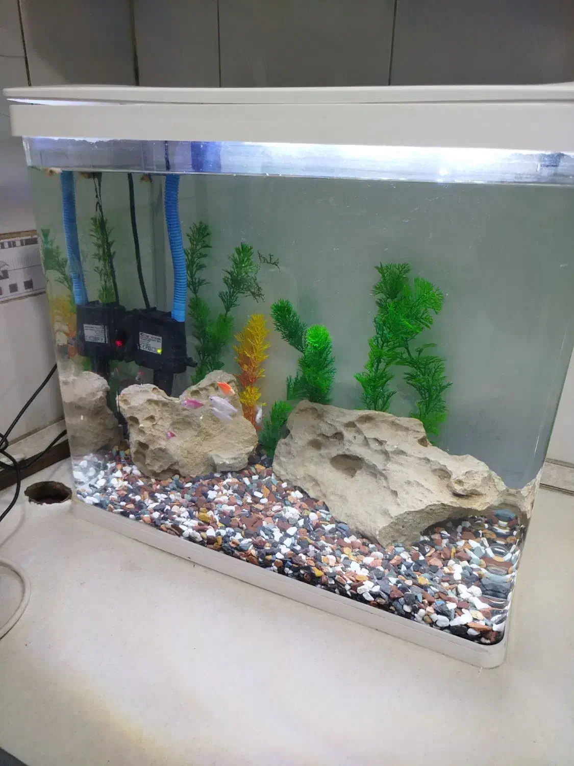 آکواریوم|ماهی|بندر ماهشهر, |دیوار