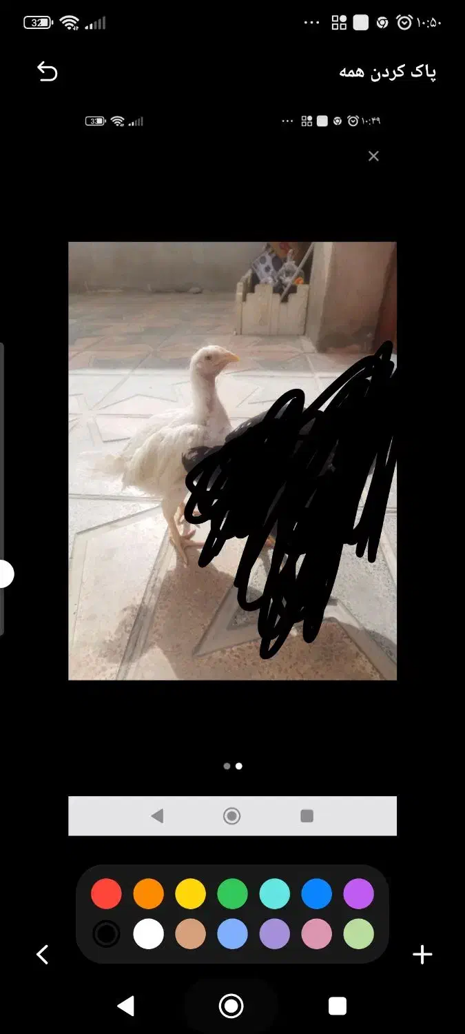 جوجه لاری|حیوانات مزرعه|سرپل ذهاب, |دیوار