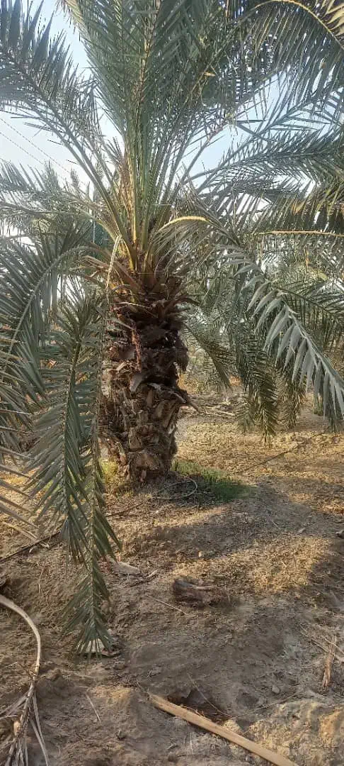 فروش درخت نخل|خدمات باغبانی و درختکاری|رودان, |دیوار