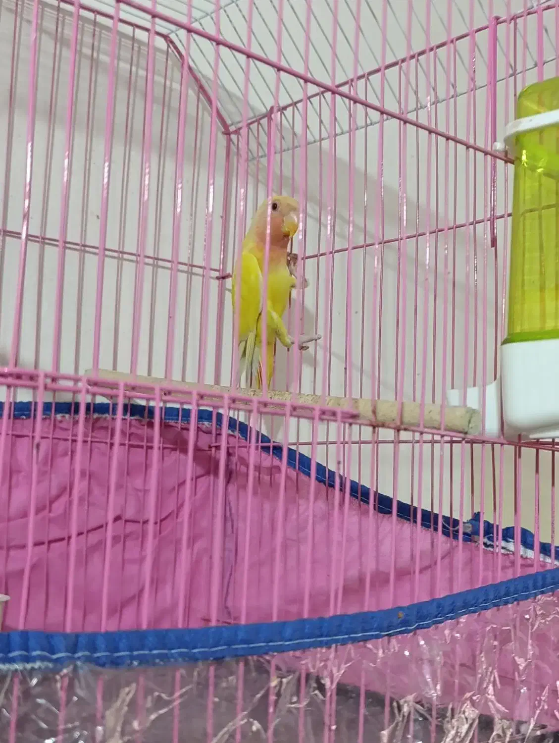 کوتوله نرصحیح سالم|پرنده|بندرعباس, |دیوار