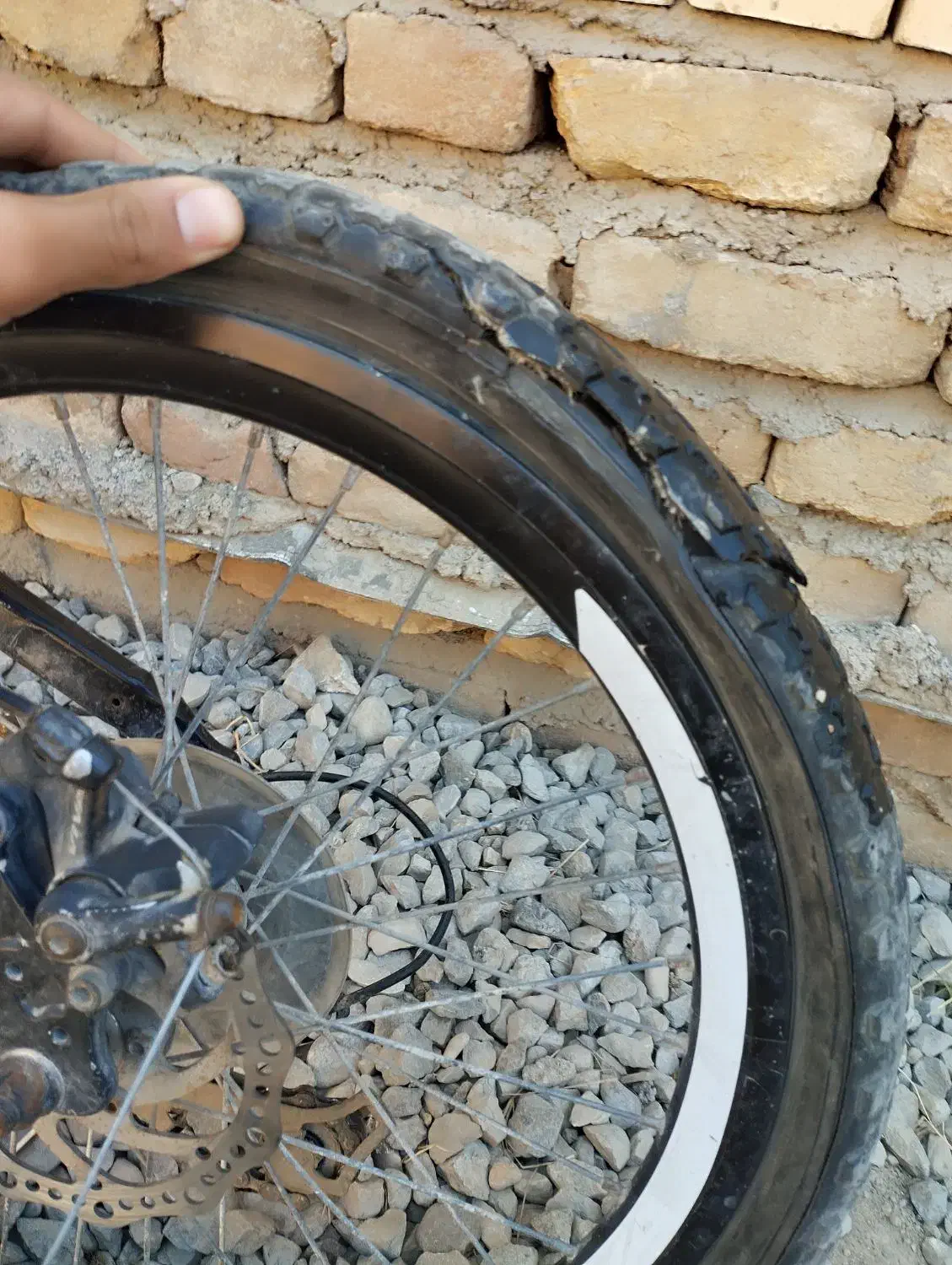 دوچرخه اصل ویوا|دوچرخه، اسکیت، اسکوتر|گنبد کاووس, |دیوار