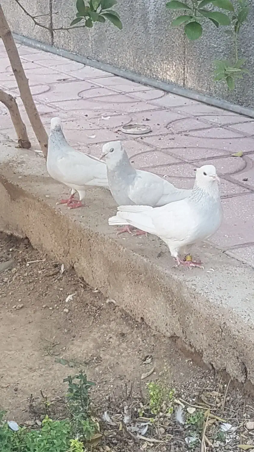 کبوتر|پرنده|فسا, |دیوار