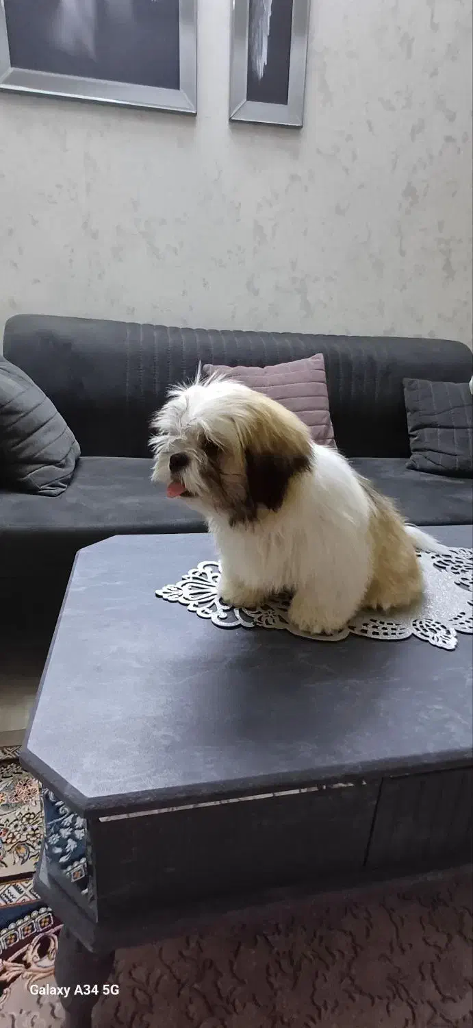 توله سوپر فلت|سگ|کهریزک, |دیوار