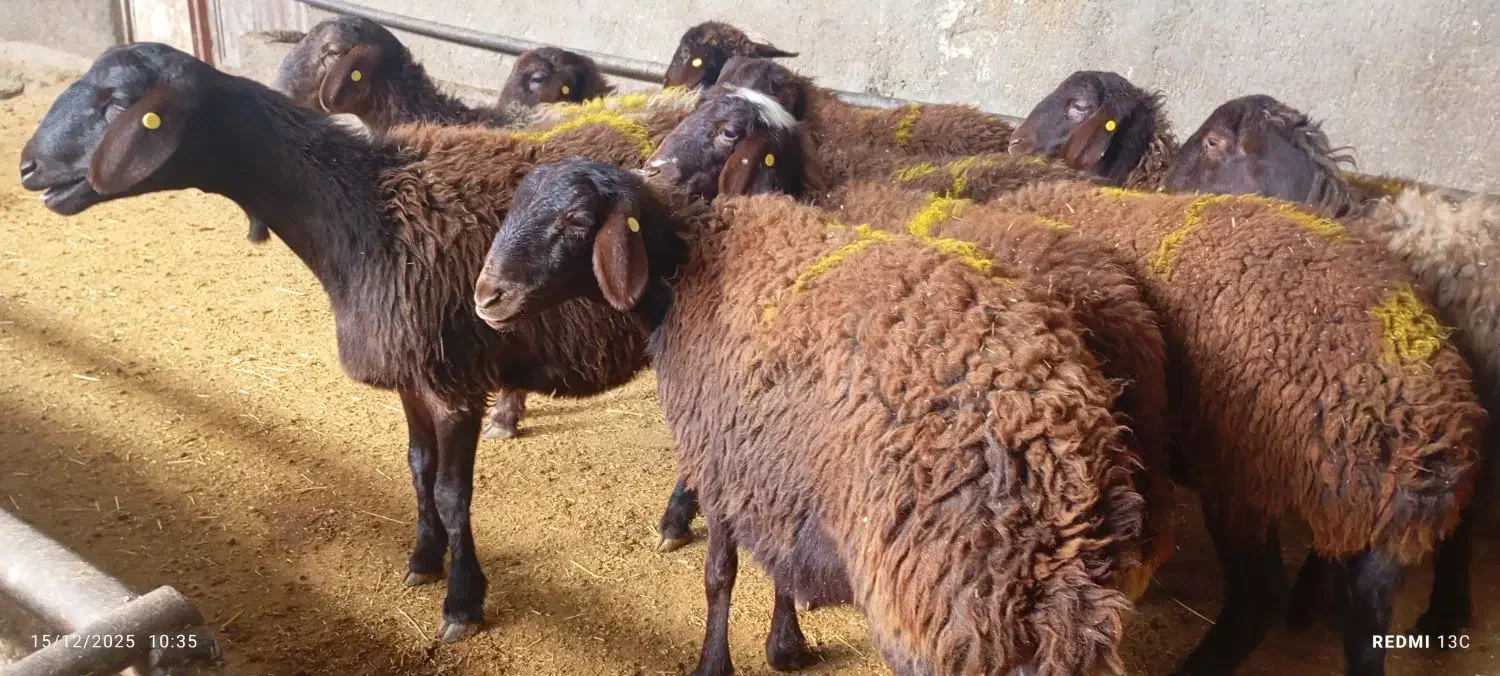 بره ماده و شیشک هترو ( ژندار)|حیوانات مزرعه|جاپلق, |دیوار