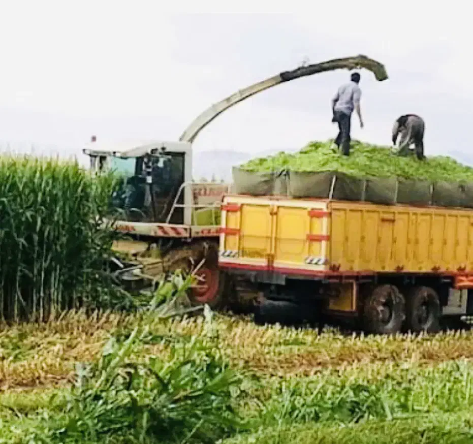 علوفه ذرت گاوداران|حیوانات مزرعه|کوهدشت, |دیوار