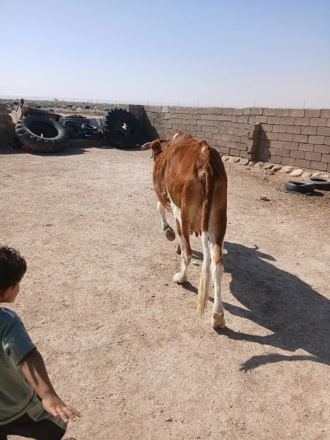 دهلران|حیوانات مزرعه|دهلران, |دیوار