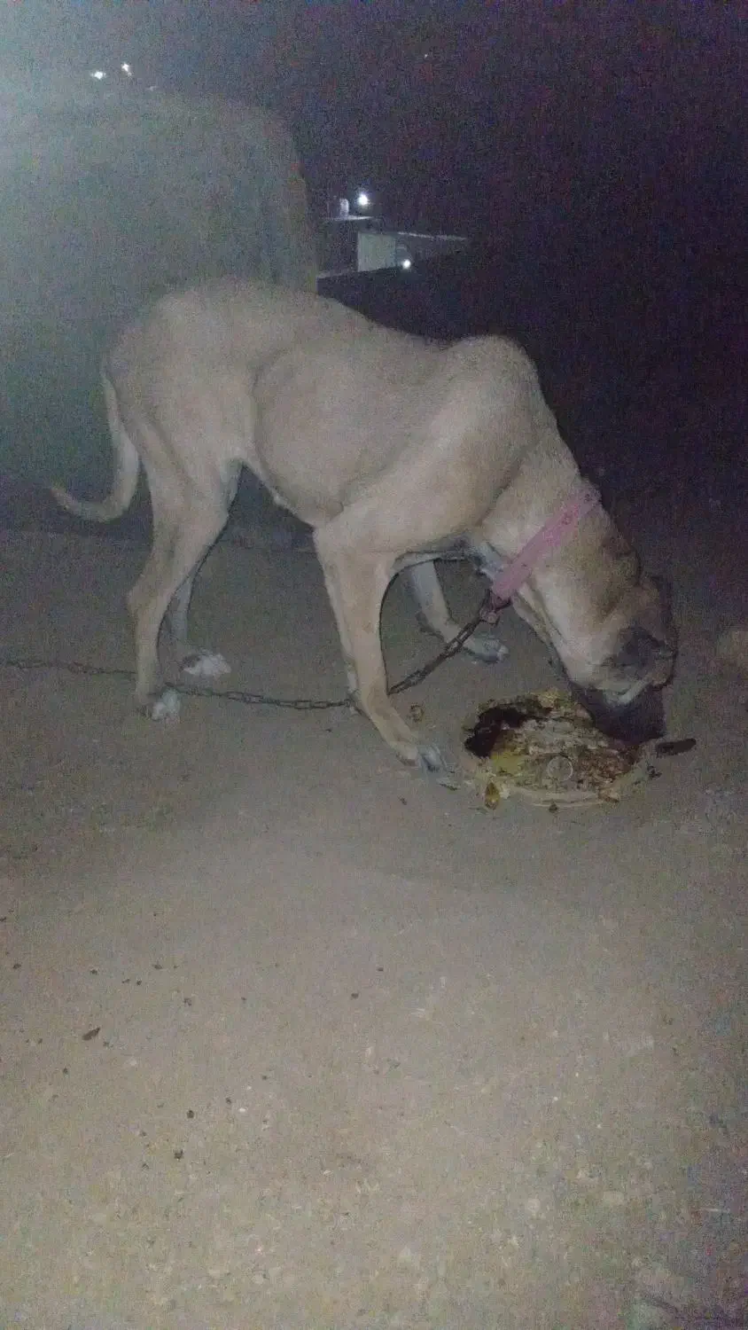 سگ سرابی ماده|سگ|لالجین, |دیوار